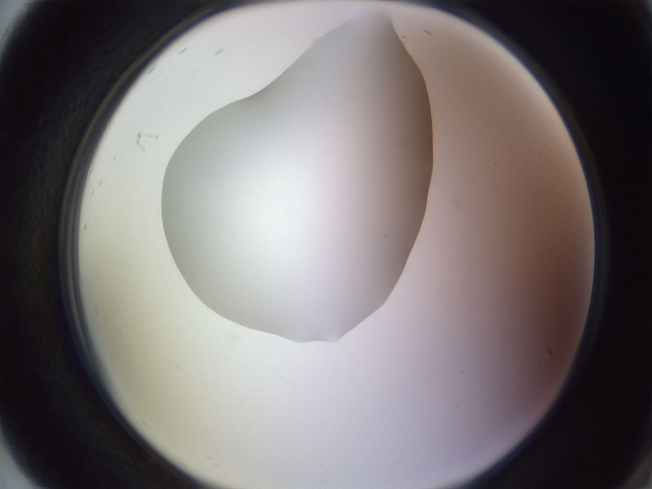 folderID604_plateID1604_batchID6727_wellNum92_profileID1_d2_r105963_ef.jpg