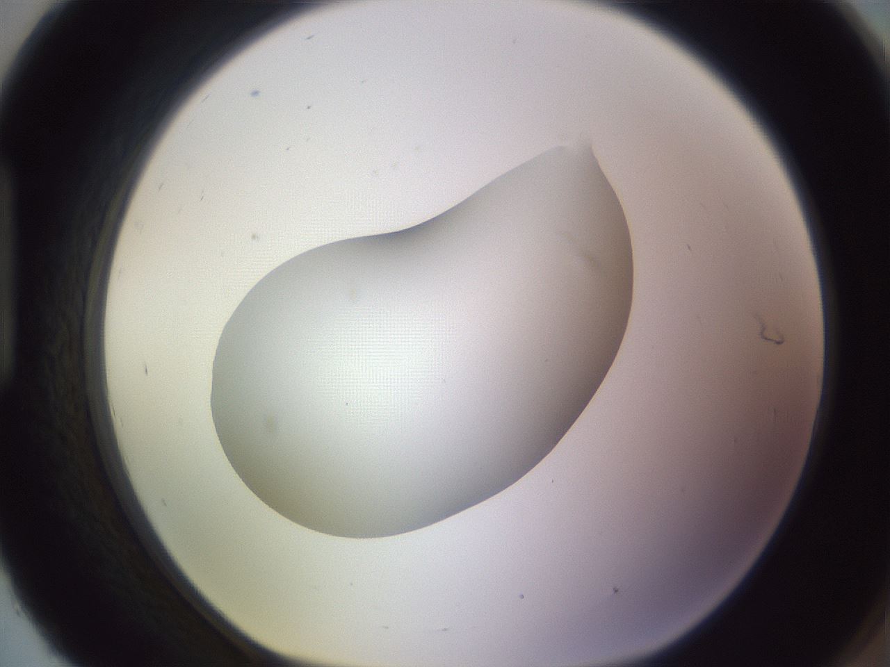 folderID604_plateID1604_batchID6727_wellNum93_profileID1_d1_r105964_ef.jpg