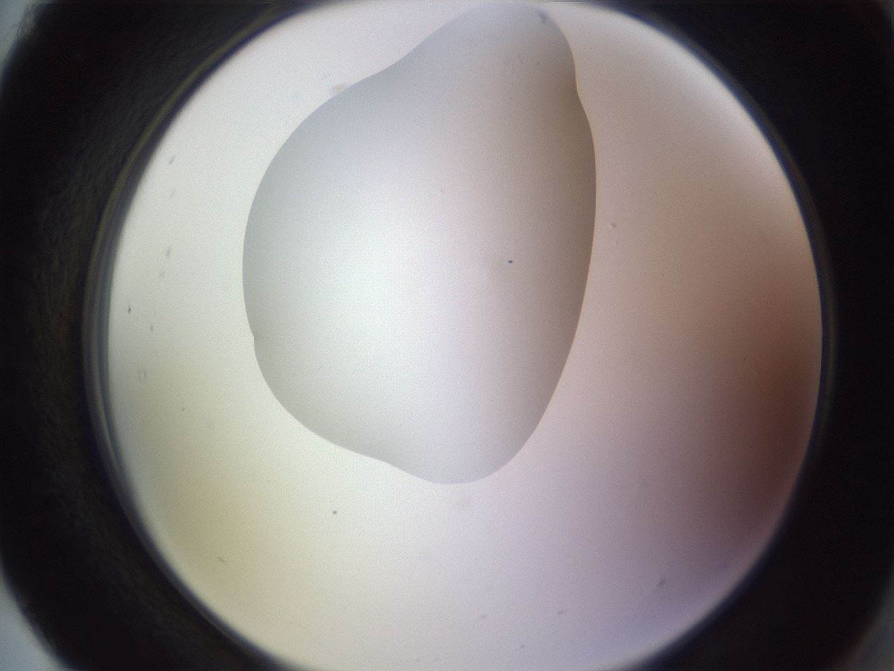 folderID604_plateID1604_batchID6727_wellNum93_profileID1_d2_r105965_ef.jpg