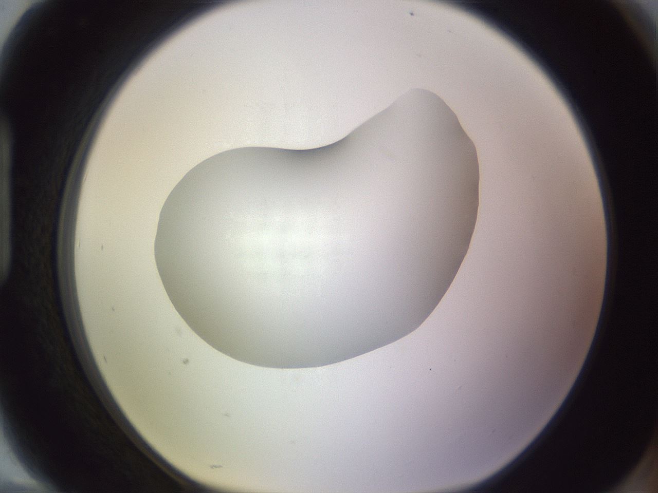 folderID604_plateID1604_batchID6727_wellNum94_profileID1_d1_r105966_ef.jpg