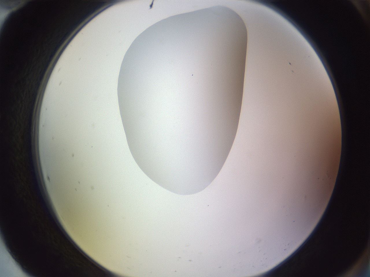 folderID604_plateID1604_batchID6727_wellNum94_profileID1_d2_r105967_ef.jpg