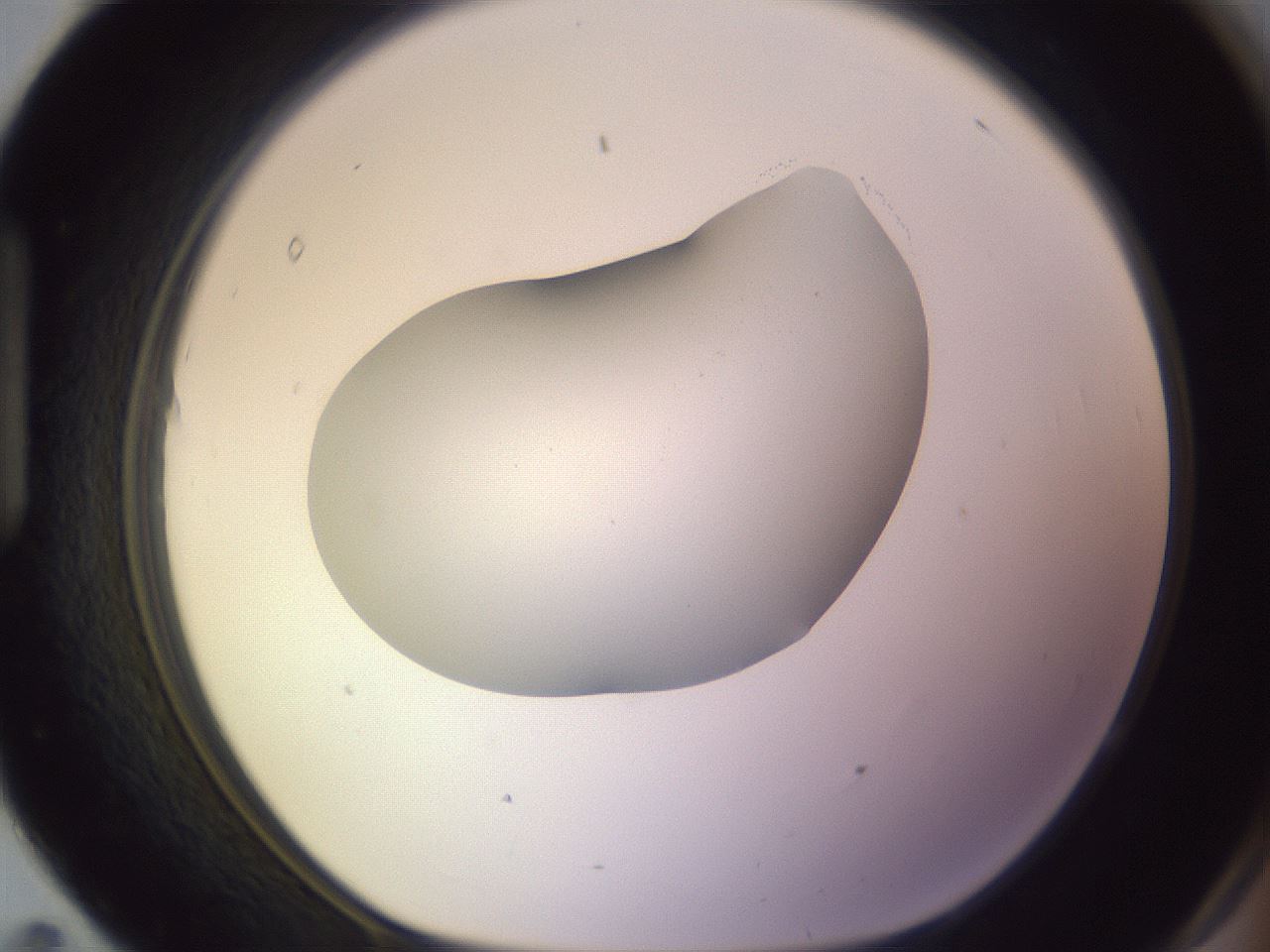folderID604_plateID1604_batchID6727_wellNum95_profileID1_d1_r105968_ef.jpg