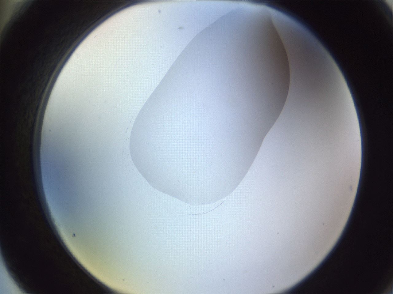 folderID604_plateID1604_batchID6727_wellNum76_profileID1_d2_r105931_ef.jpg