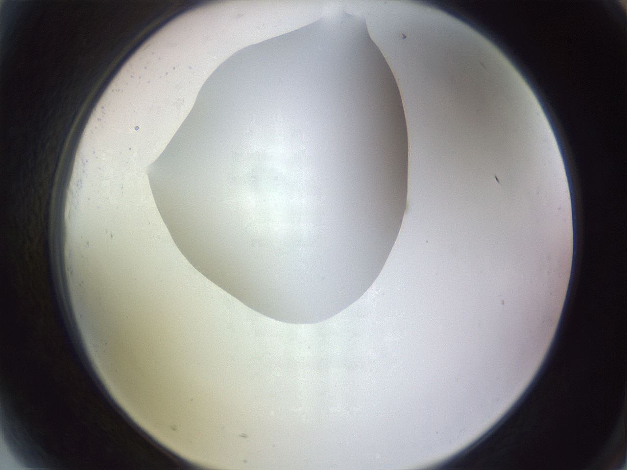 folderID604_plateID1604_batchID6727_wellNum81_profileID1_d2_r105941_ef.jpg