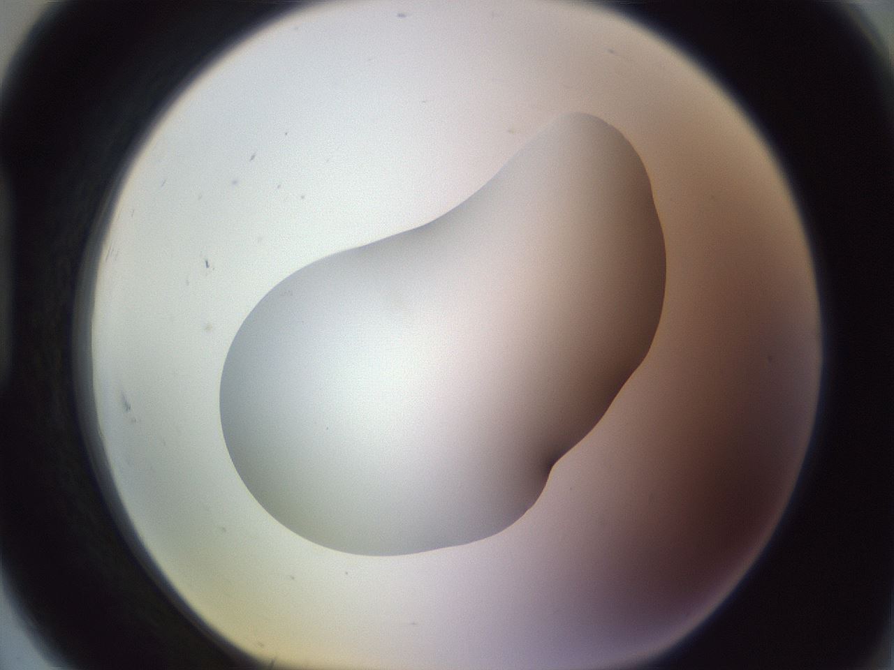 folderID604_plateID1604_batchID6727_wellNum91_profileID1_d1_r105960_ef.jpg