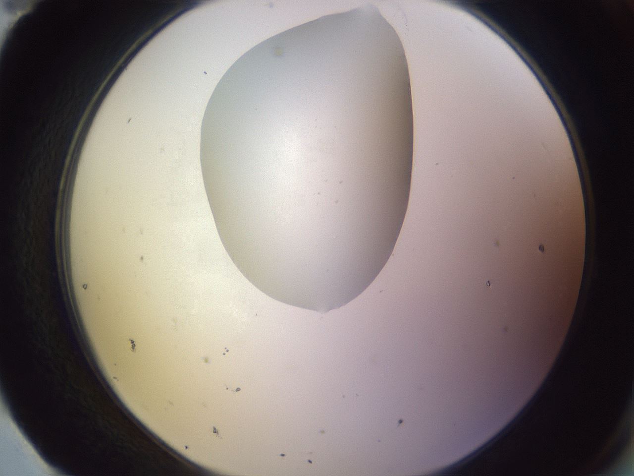 folderID604_plateID1604_batchID6727_wellNum95_profileID1_d2_r105969_ef.jpg