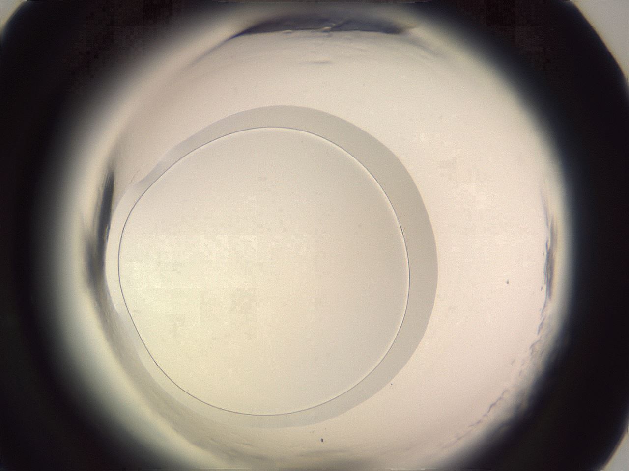folderID604_plateID2604_batchID13171_wellNum75_profileID1_d1_r202119_ef.jpg