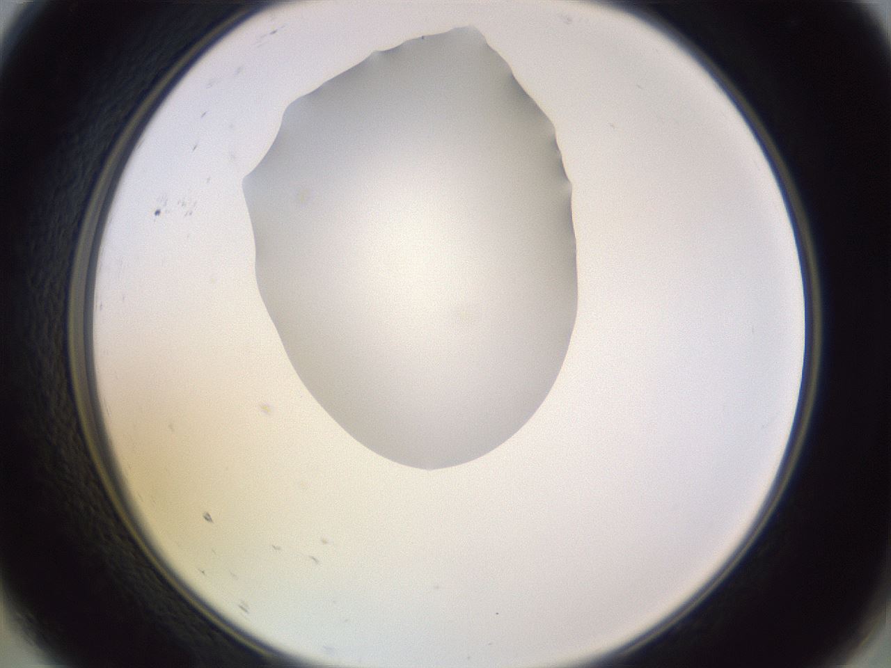 folderID604_plateID1604_batchID6727_wellNum9_profileID1_d2_r105797_ef.jpg