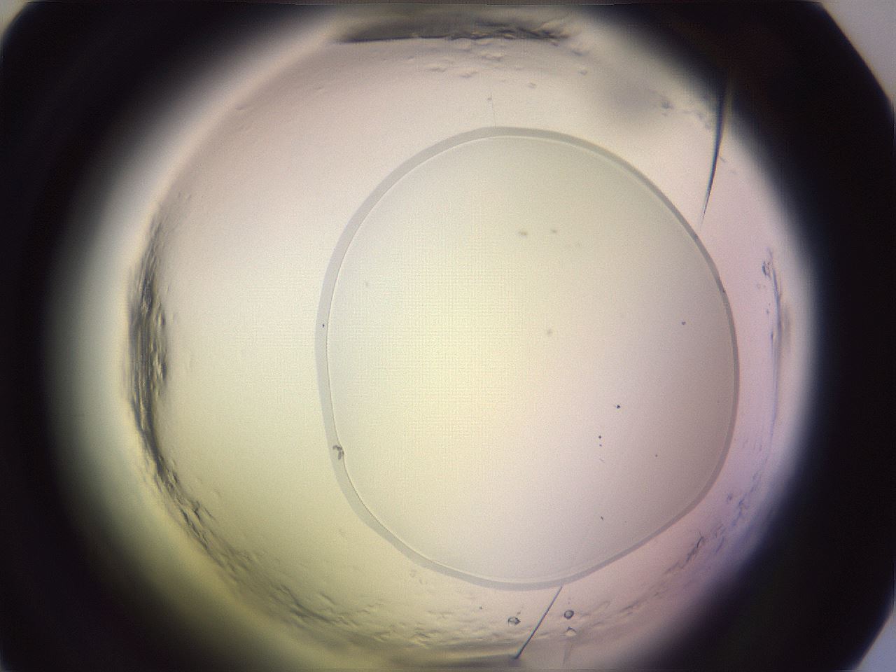folderID604_plateID2604_batchID13171_wellNum28_profileID1_d1_r201978_ef.jpg