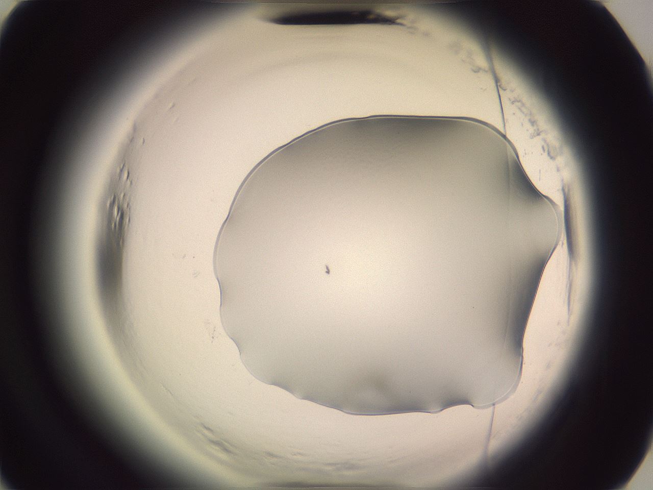 folderID604_plateID2604_batchID13171_wellNum51_profileID1_d3_r202049_ef.jpg