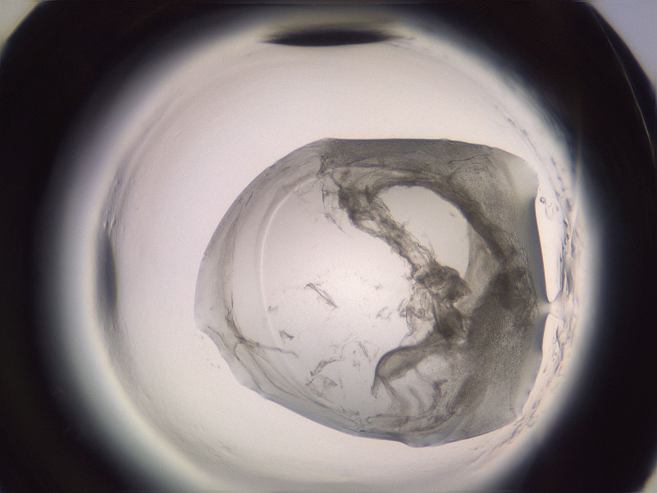 folderID606_plateID2606_batchID13176_wellNum46_profileID1_d3_r203763_ef.jpg