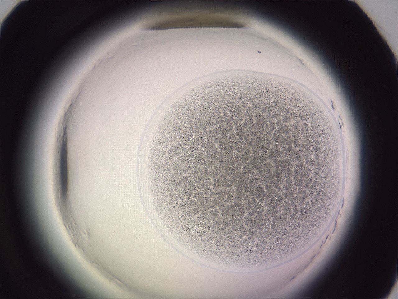 folderID606_plateID2606_batchID13176_wellNum58_profileID1_d1_r203797_ef.jpg