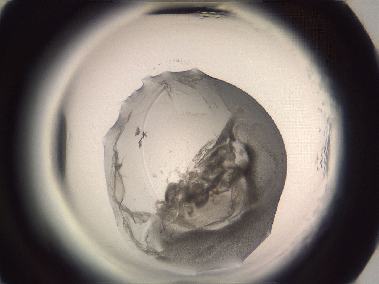 folderID606_plateID2606_batchID13176_wellNum87_profileID1_d3_r203886_ef.jpg