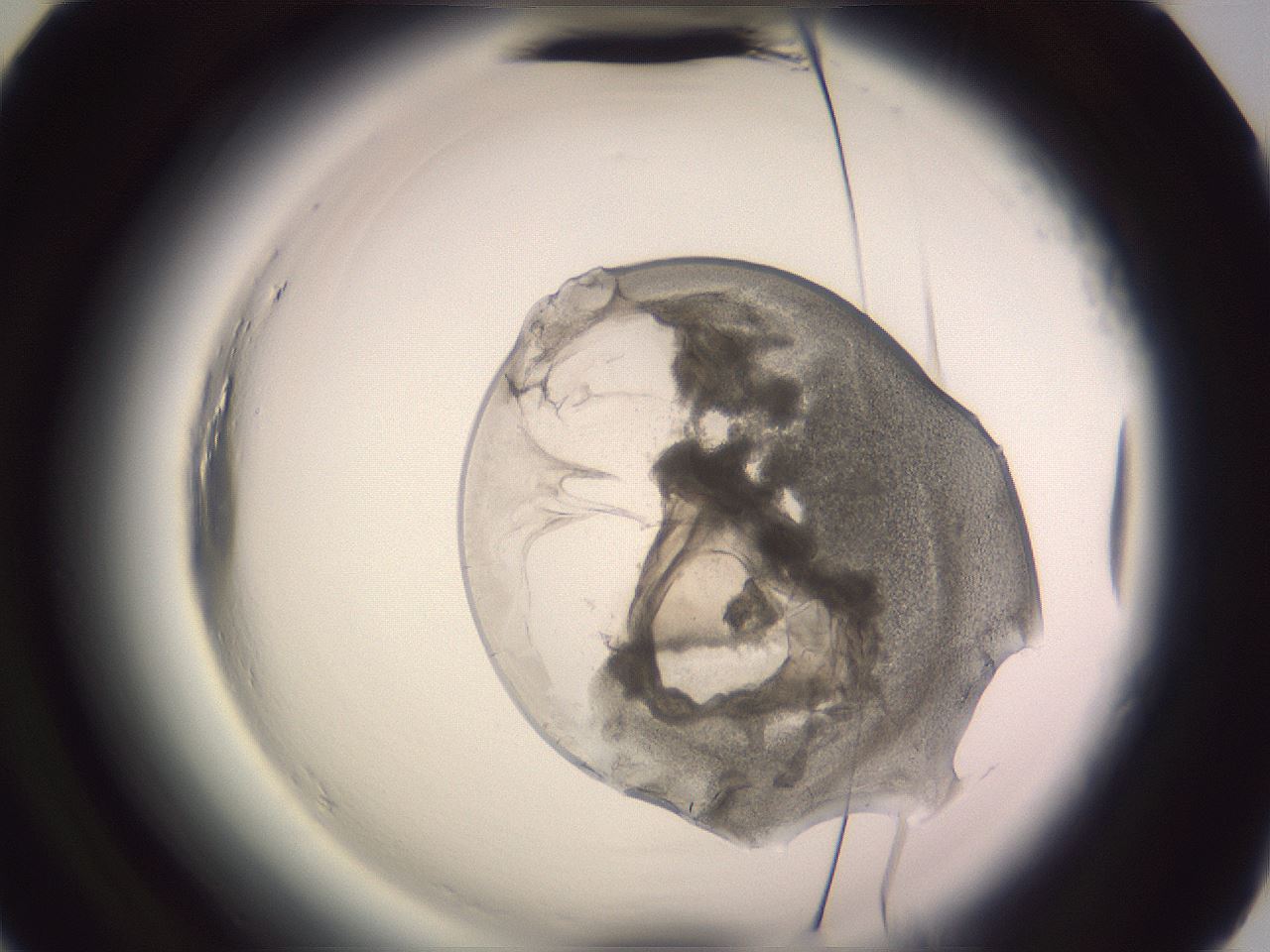 folderID606_plateID2606_batchID13176_wellNum88_profileID1_d2_r203888_ef.jpg