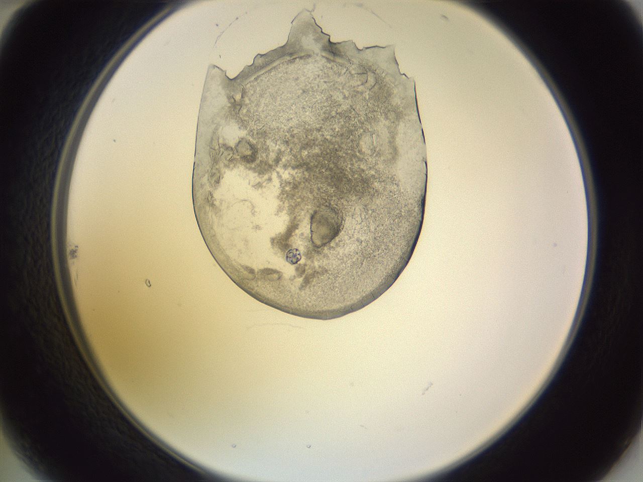 folderID607_plateID1607_batchID6724_wellNum22_profileID1_d2_r105247_ef.jpg
