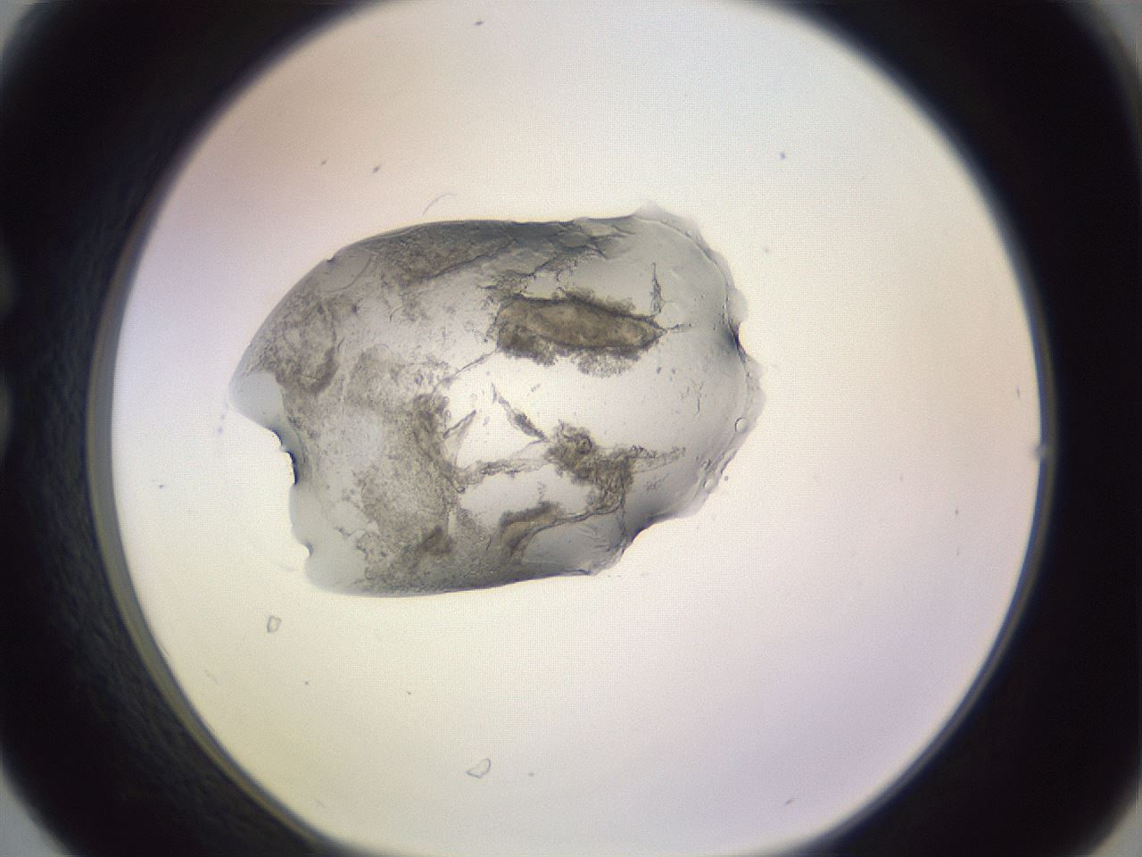 folderID607_plateID1607_batchID6724_wellNum30_profileID1_d1_r105262_ef.jpg