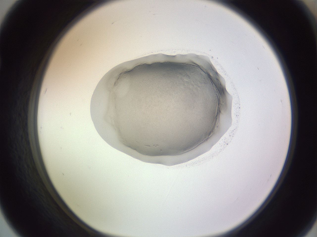 folderID607_plateID1607_batchID6724_wellNum67_profileID1_d1_r105336_ef.jpg