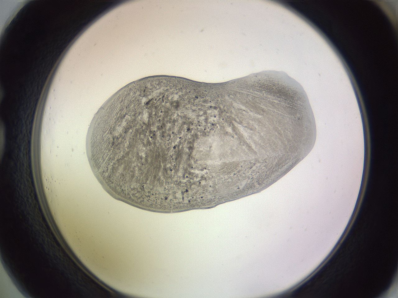 folderID607_plateID1607_batchID6724_wellNum73_profileID1_d1_r105348_ef.jpg