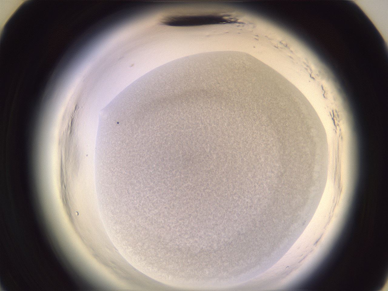 folderID607_plateID2607_batchID13180_wellNum35_profileID1_d3_r204594_ef.jpg