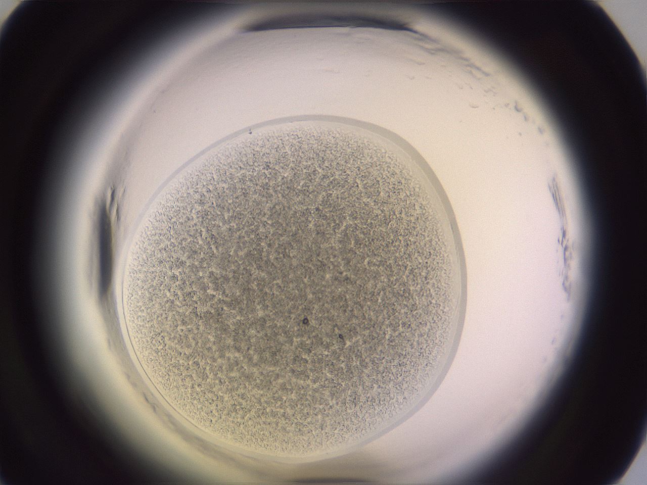 folderID607_plateID2607_batchID13180_wellNum39_profileID1_d1_r204604_ef.jpg