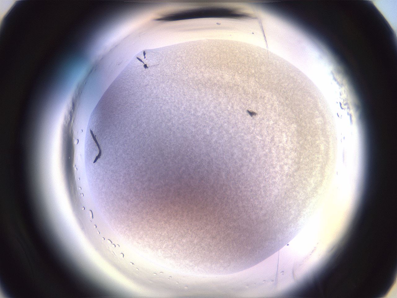 folderID607_plateID2607_batchID13180_wellNum17_profileID1_d3_r204540_ef.jpg