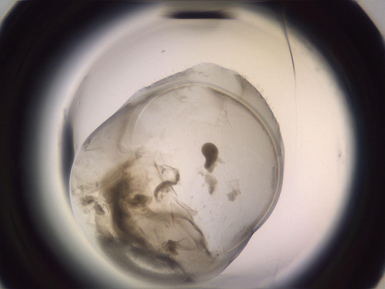 folderID607_plateID2607_batchID13180_wellNum20_profileID1_d3_r204549_ef.jpg