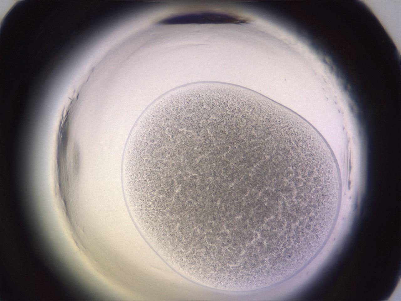 folderID607_plateID2607_batchID13180_wellNum45_profileID1_d1_r204622_ef.jpg