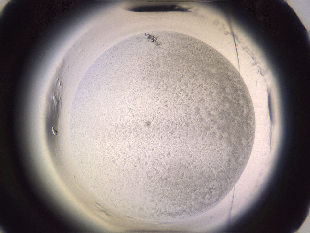 folderID607_plateID2607_batchID13180_wellNum51_profileID1_d3_r204642_ef.jpg
