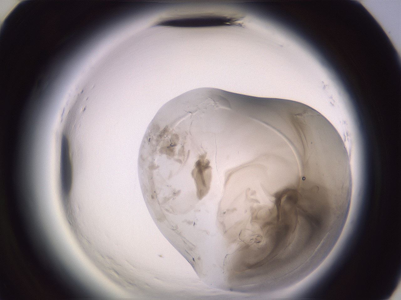 folderID607_plateID2607_batchID13180_wellNum58_profileID1_d3_r204663_ef.jpg