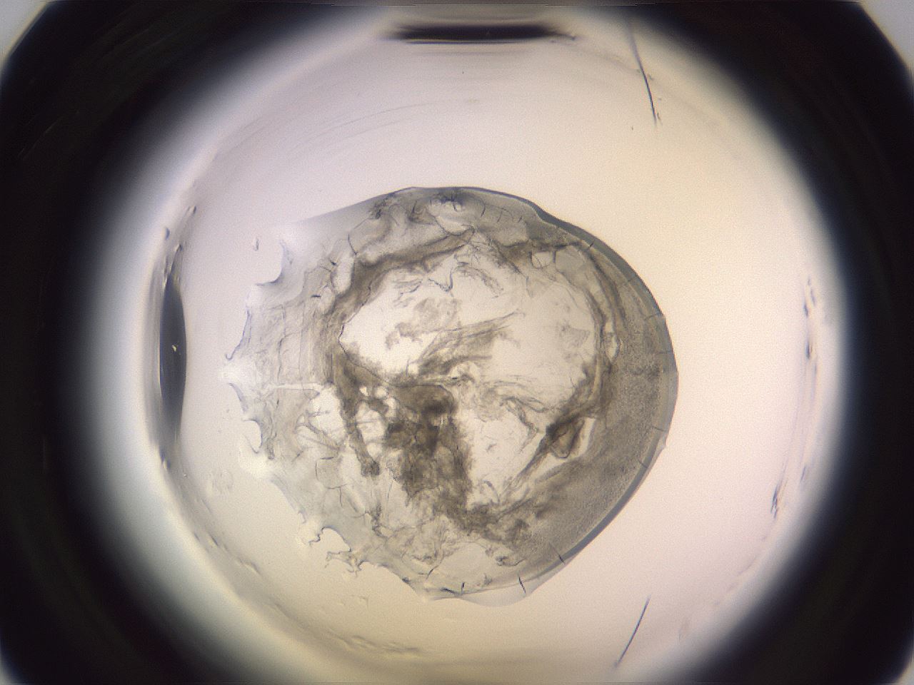 folderID607_plateID2607_batchID13180_wellNum8_profileID1_d2_r204512_ef.jpg