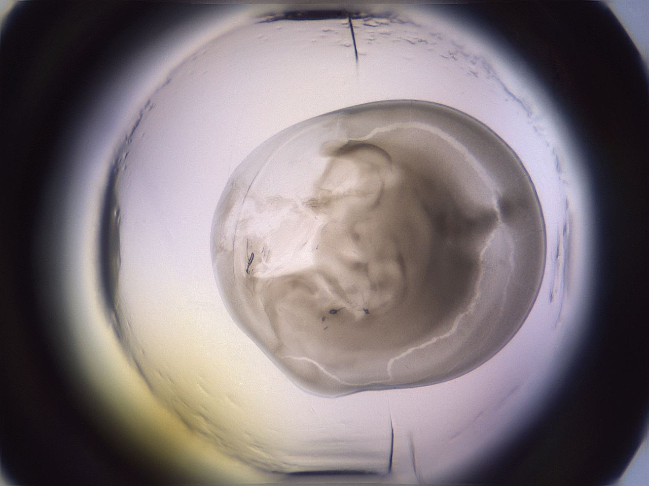 folderID608_plateID2608_batchID13184_wellNum13_profileID1_d2_r204815_ef.jpg