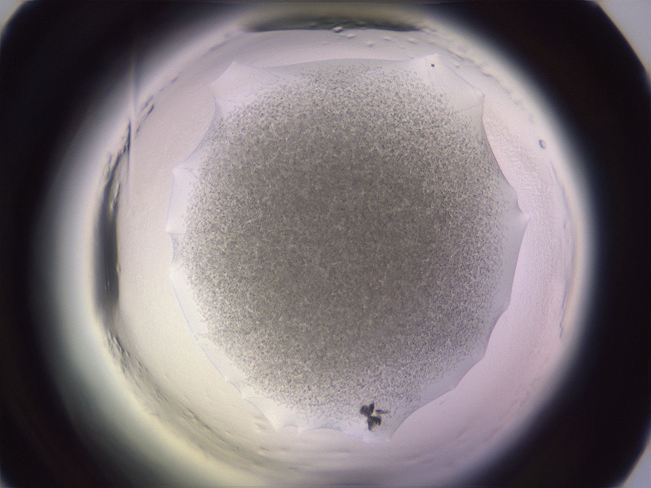 folderID608_plateID2608_batchID13184_wellNum38_profileID1_d1_r204889_ef.jpg