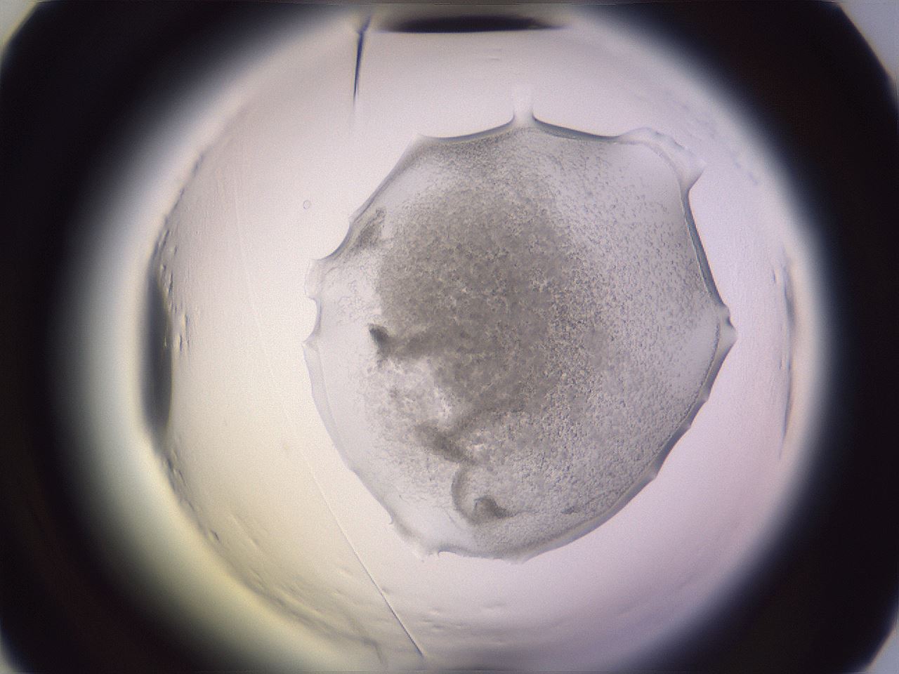 folderID608_plateID2608_batchID13184_wellNum38_profileID1_d2_r204890_ef.jpg