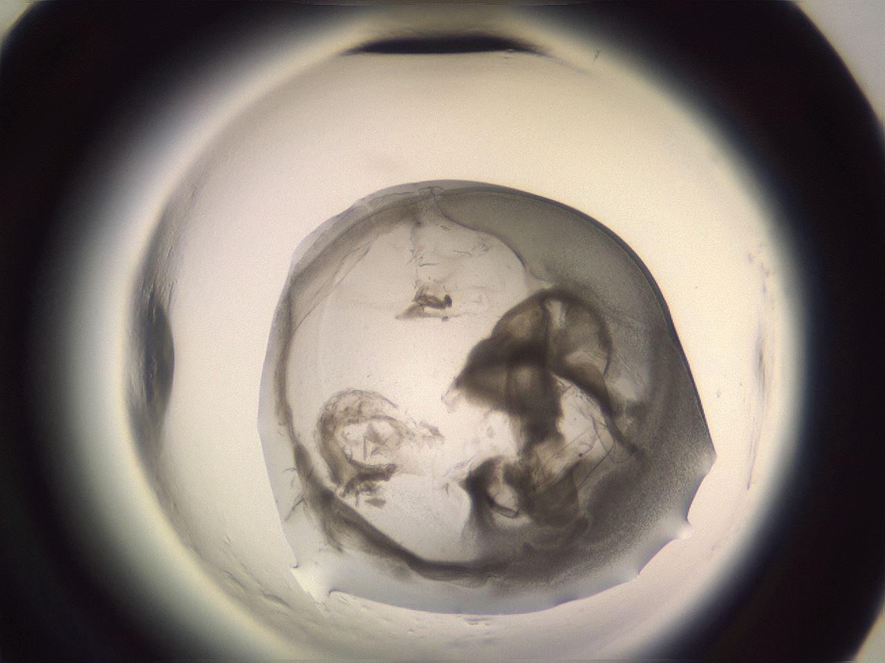 folderID608_plateID2608_batchID13184_wellNum56_profileID1_d3_r204945_ef.jpg