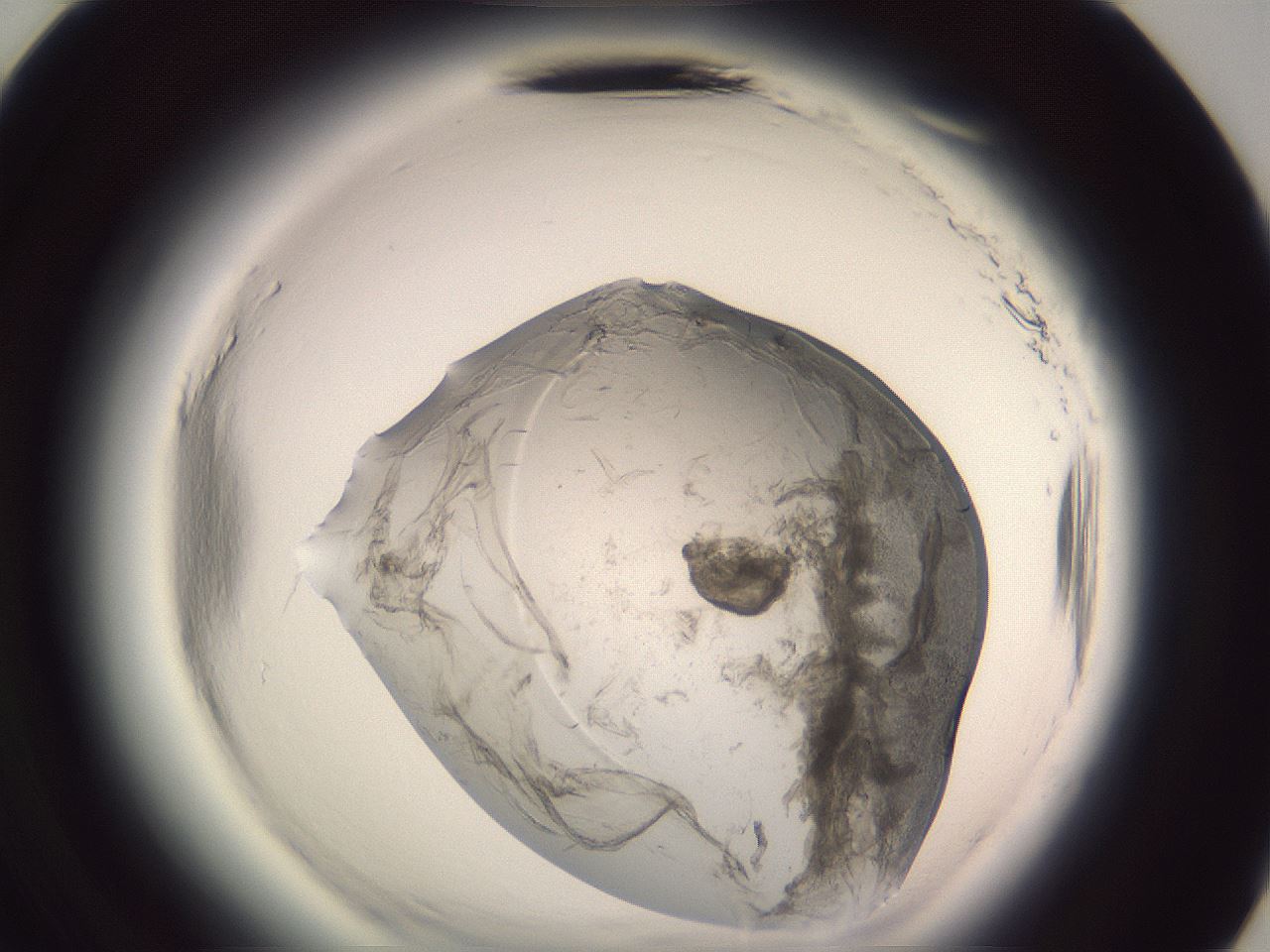 folderID608_plateID2608_batchID13184_wellNum71_profileID1_d3_r204990_ef.jpg