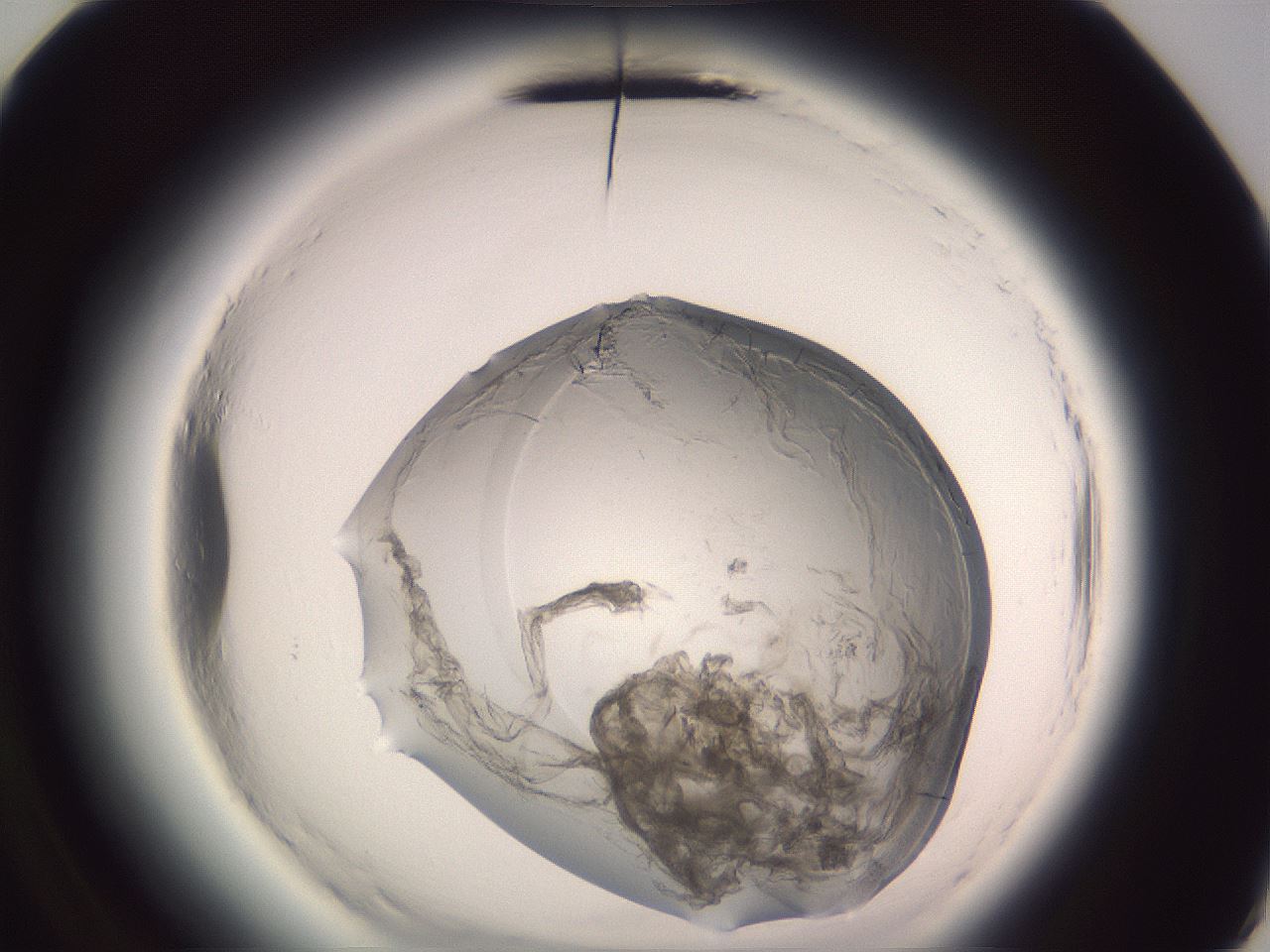 folderID608_plateID2608_batchID13184_wellNum72_profileID1_d3_r204993_ef.jpg