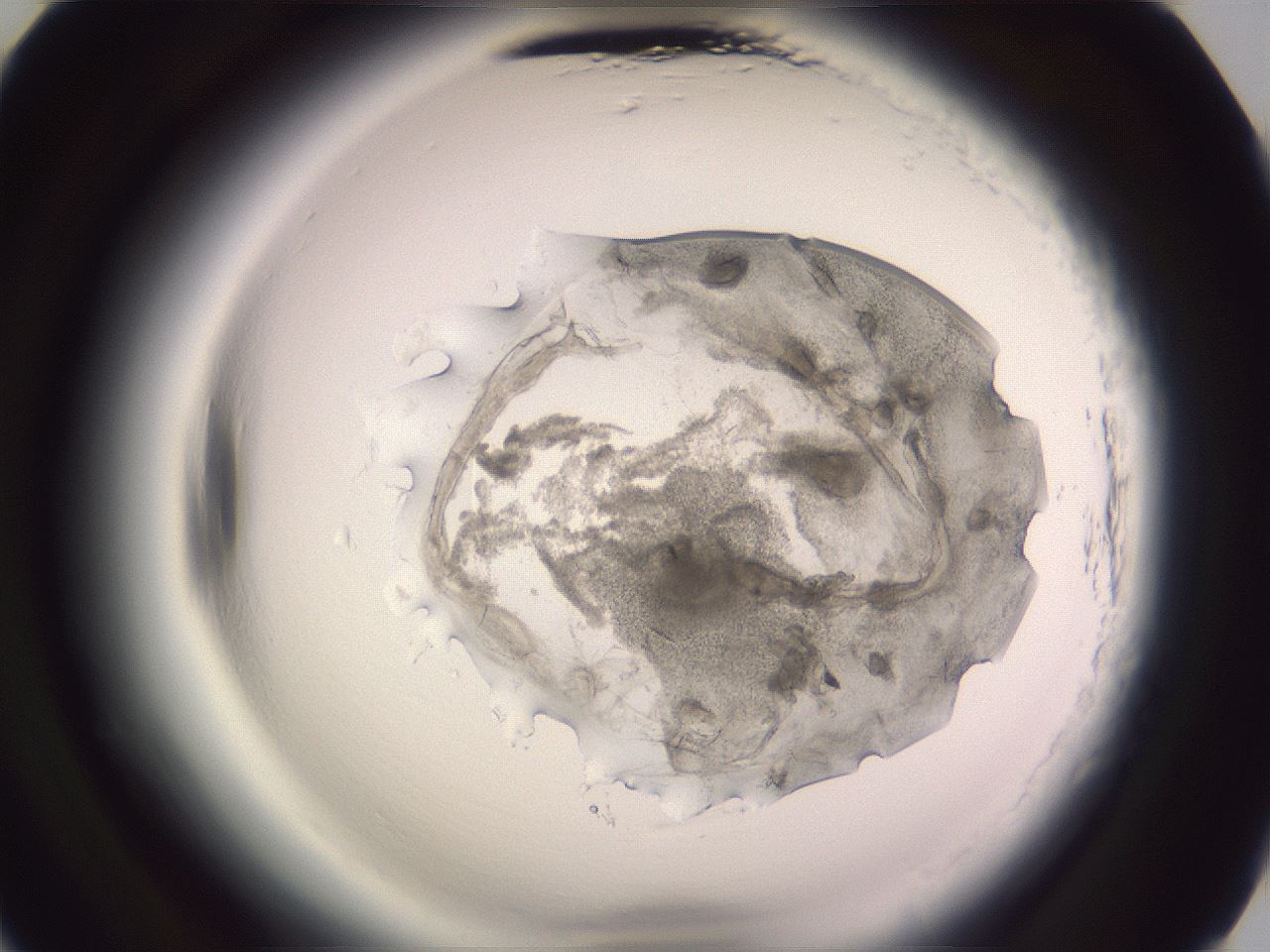 folderID608_plateID2608_batchID13184_wellNum87_profileID1_d2_r205037_ef.jpg
