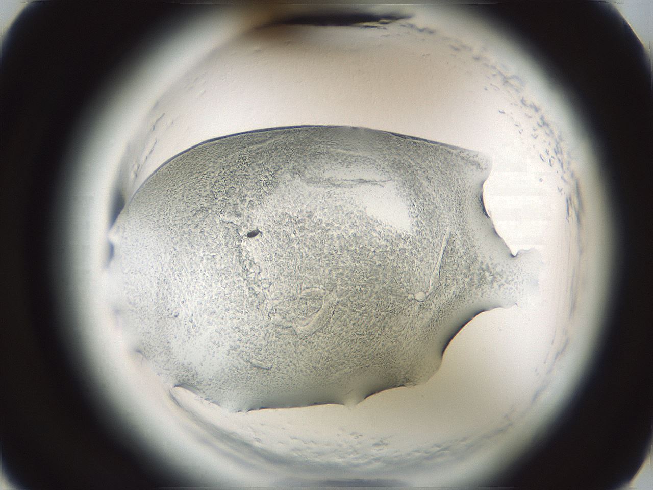 folderID610_plateID2610_batchID13190_wellNum15_profileID1_d3_r206550_ef.jpg