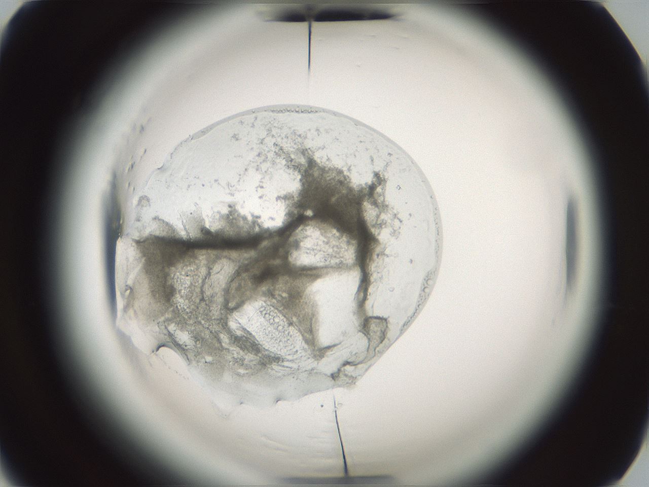 folderID610_plateID2610_batchID13190_wellNum50_profileID1_d2_r206654_ef.jpg