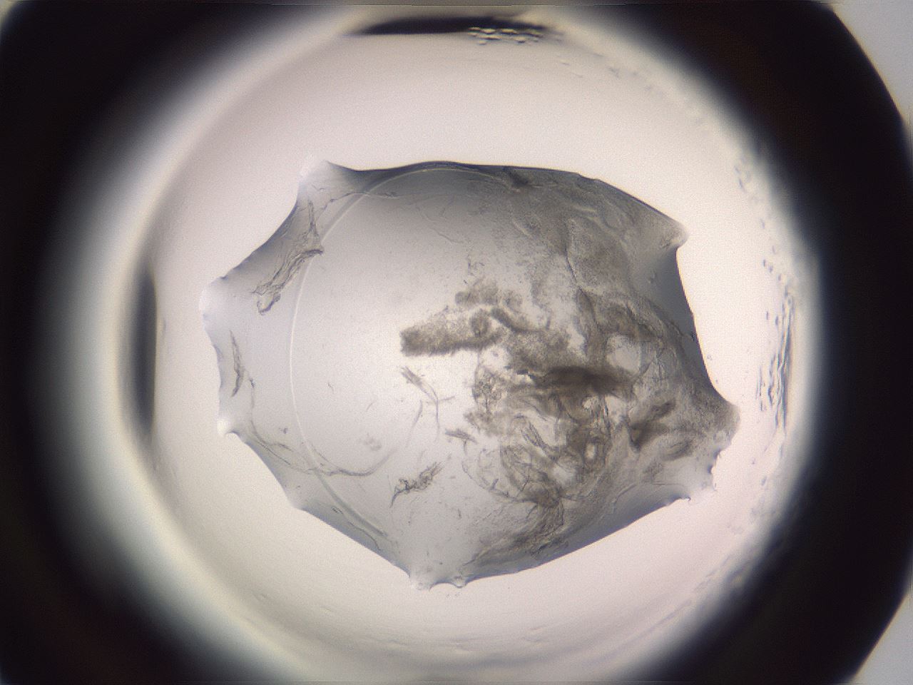 folderID608_plateID2608_batchID13184_wellNum87_profileID1_d3_r205038_ef.jpg