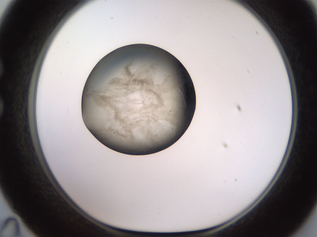 folderID617_plateID1617_batchID6744_wellNum35_profileID1_d1_r107452_ef.jpg