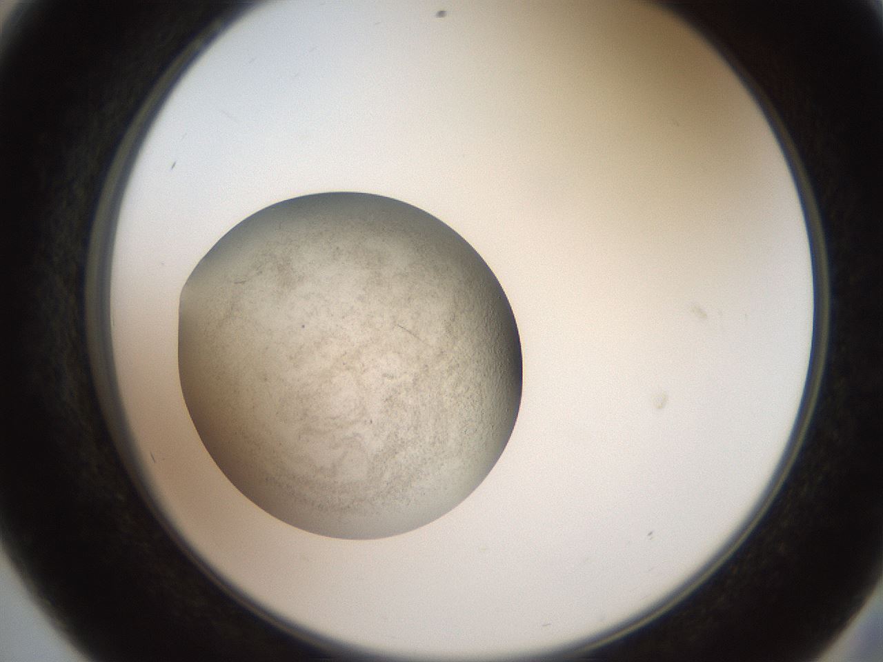 folderID617_plateID1617_batchID6744_wellNum56_profileID1_d2_r107495_ef.jpg
