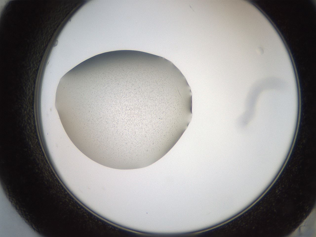 folderID617_plateID1617_batchID6744_wellNum84_profileID1_d2_r107551_ef.jpg