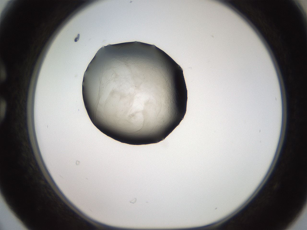 folderID618_plateID1618_batchID6746_wellNum30_profileID1_d1_r107634_ef.jpg