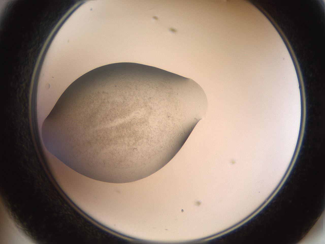 folderID618_plateID1618_batchID6746_wellNum47_profileID1_d2_r107669_ef.jpg