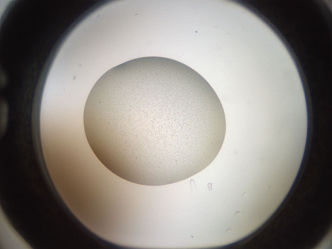 folderID618_plateID1618_batchID6746_wellNum78_profileID1_d1_r107730_ef.jpg