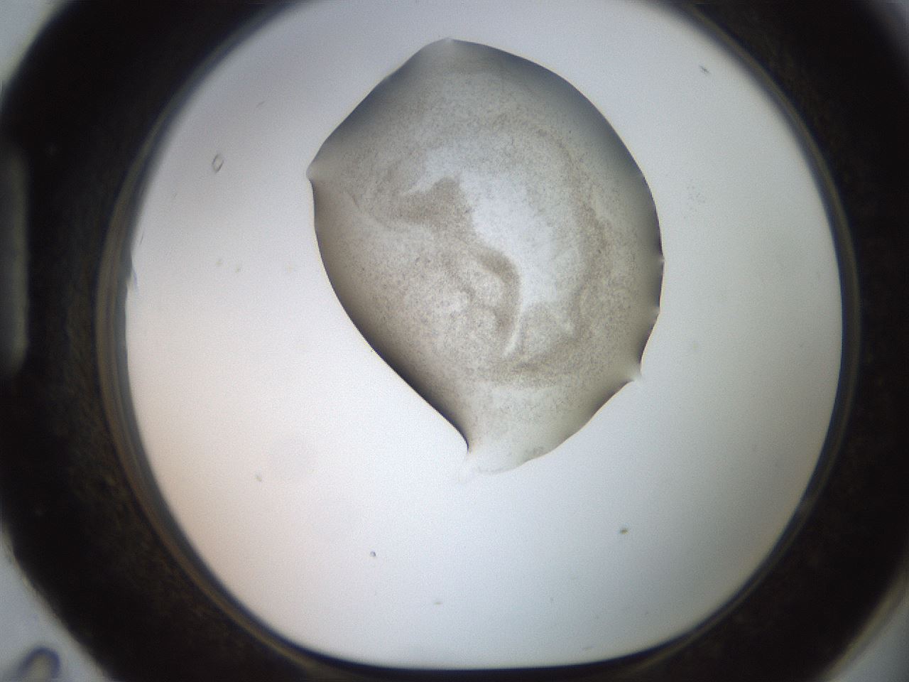 folderID618_plateID1618_batchID6746_wellNum95_profileID1_d1_r107764_ef.jpg