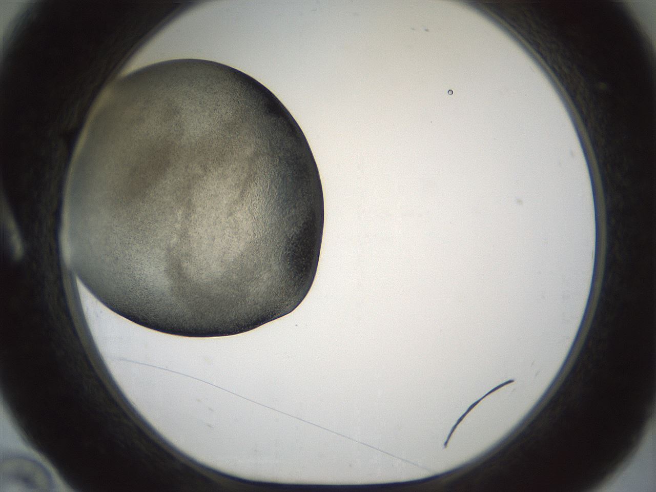 folderID618_plateID2618_batchID13235_wellNum10_profileID1_d1_r208060_ef.jpg