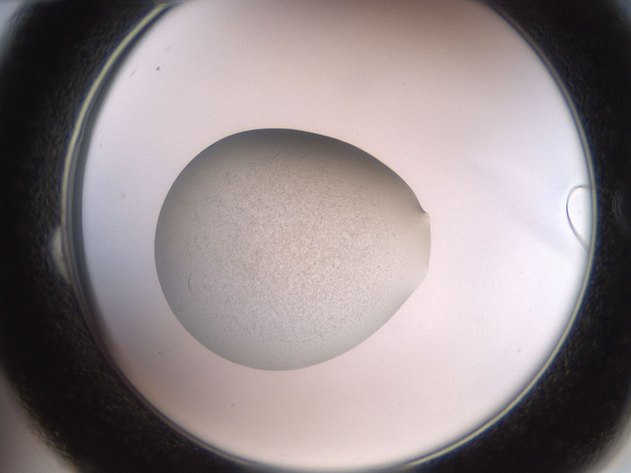folderID619_plateID1619_batchID6747_wellNum24_profileID1_d2_r107815_ef.jpg