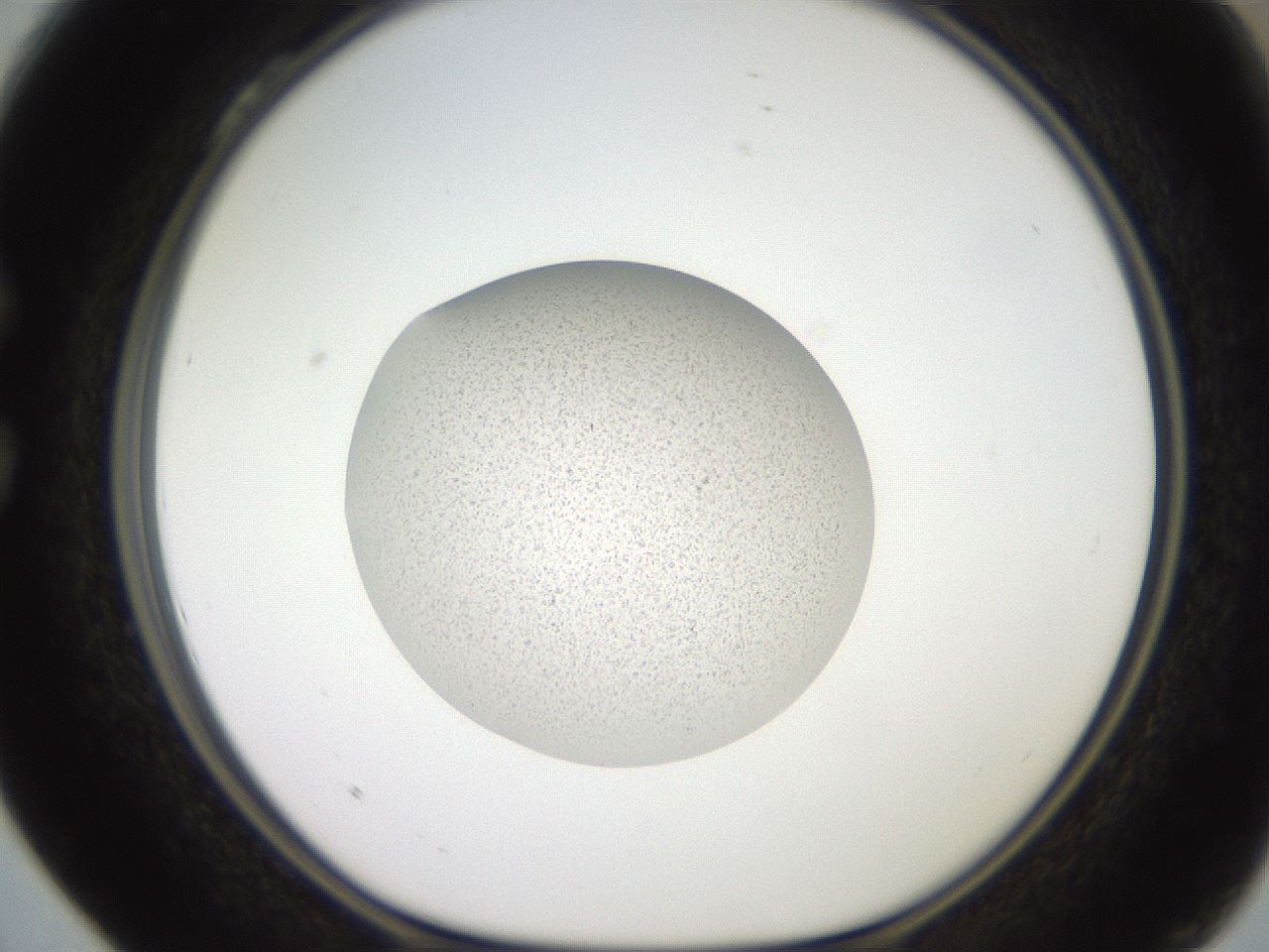 folderID619_plateID1619_batchID6747_wellNum28_profileID1_d1_r107822_ef.jpg